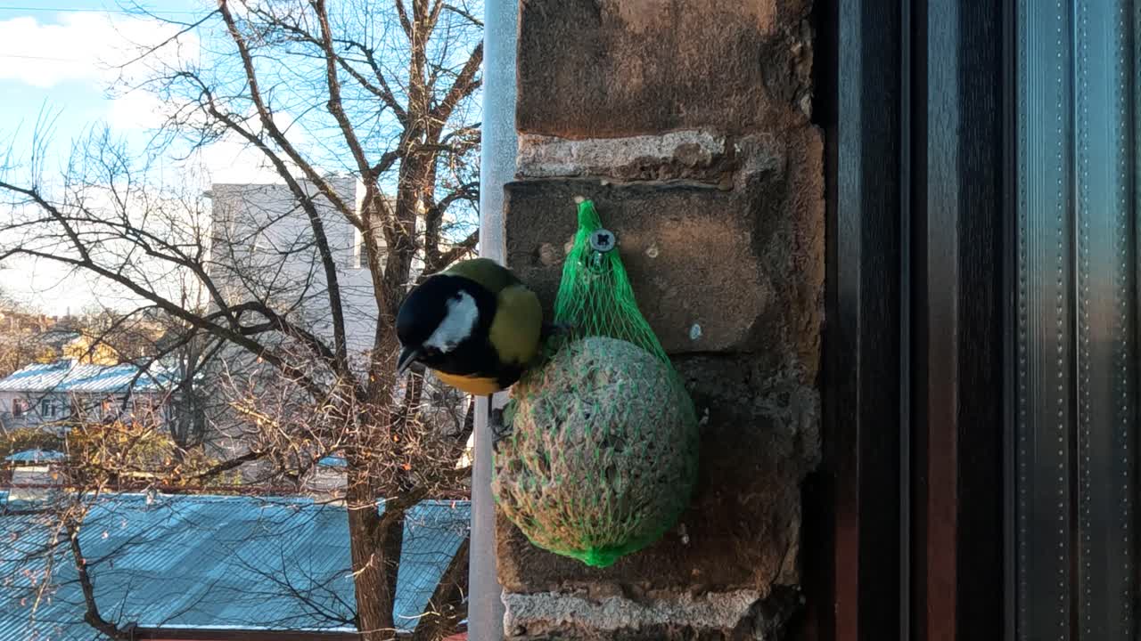 Sikorka bogatka (Parus Major) żeruje na kuli tłuszczowej.