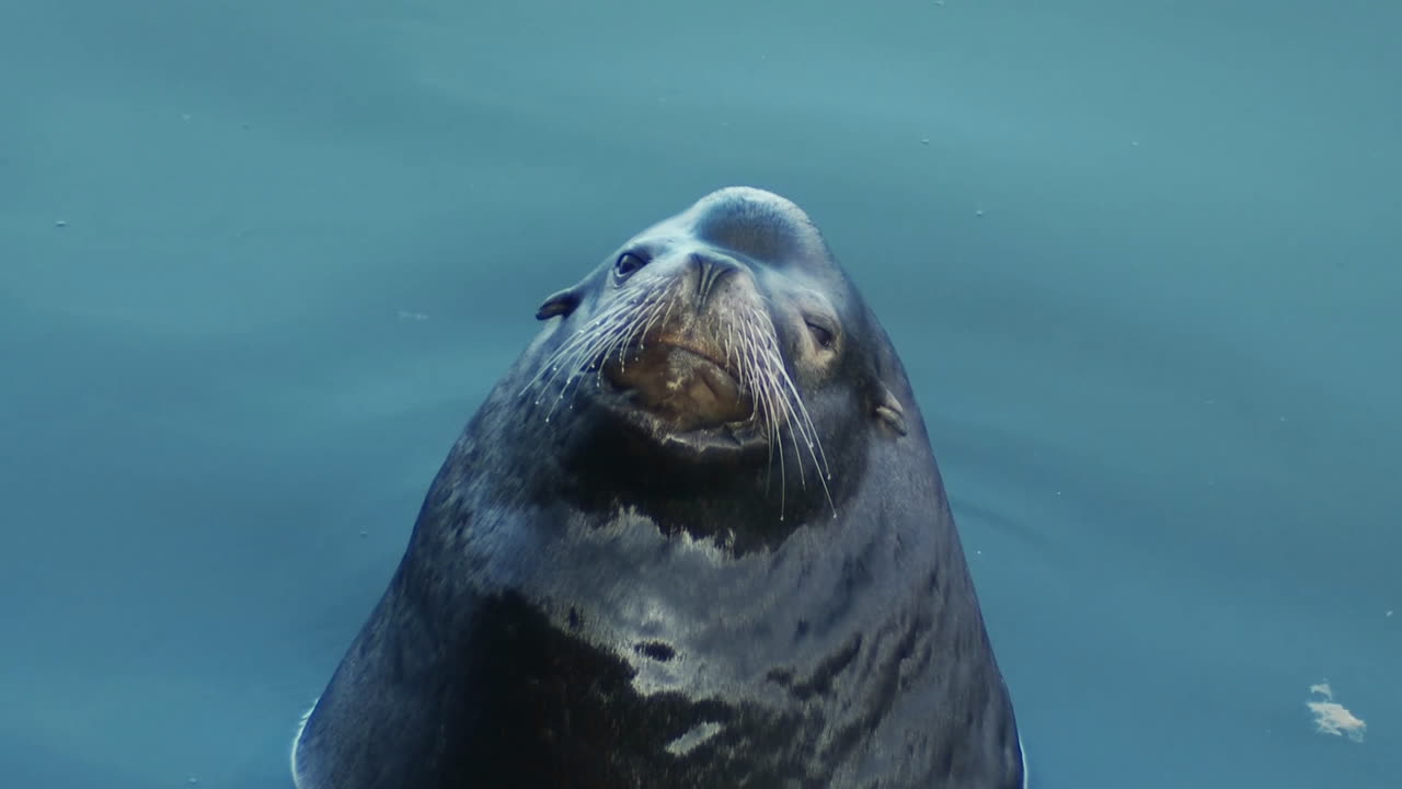 바다표범이 카메라를 귀엽게 들여다본다