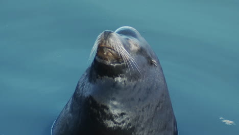 a seal peers cutely into the camera