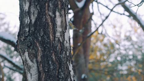 petirrojo europeo posado en un árbol y aleteo de alas en invierno