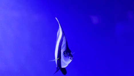 angelfish in aquarium