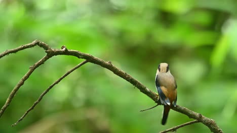 Silver-breasted-broadbill,-Serilophus-lunatus