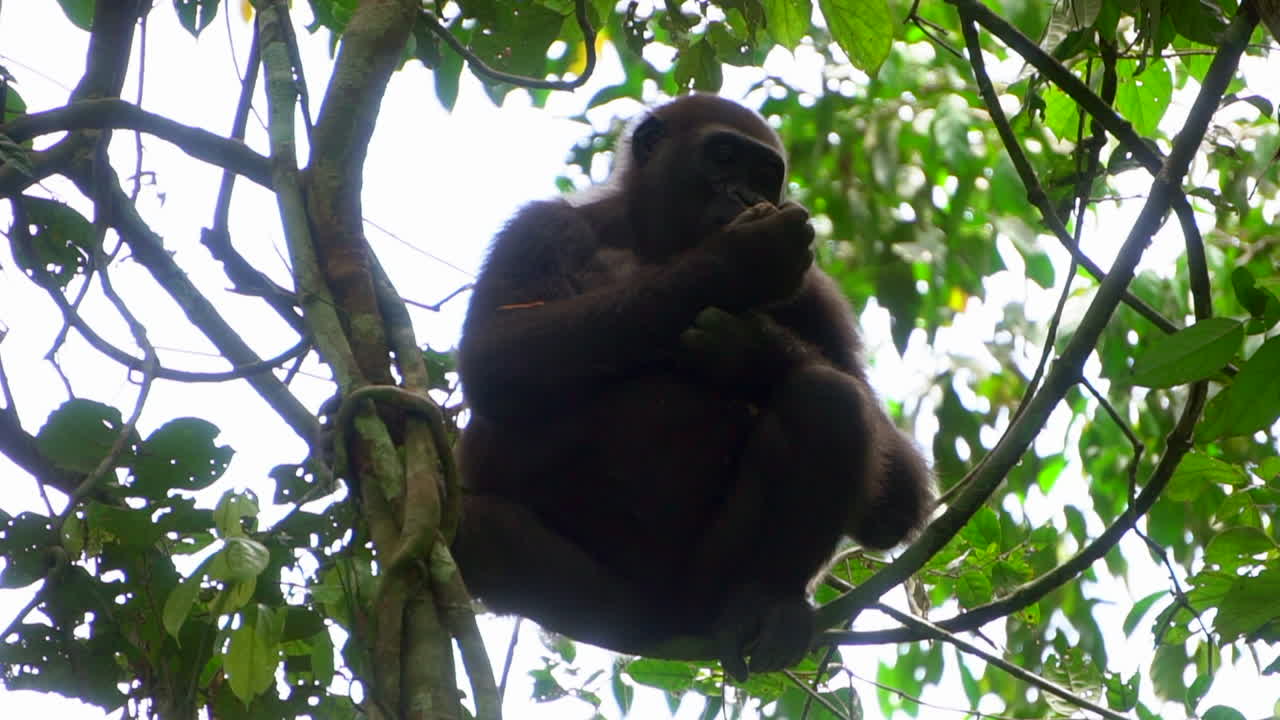 Gorilla in un parco nazionale in Africa.