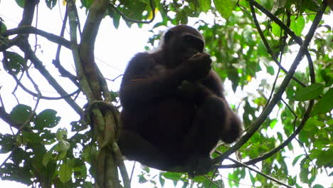 gorillas in einem nationalpark in afrika