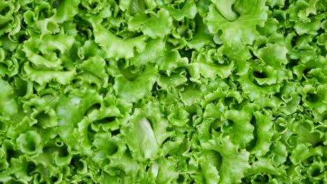 fresh lettuce leaves