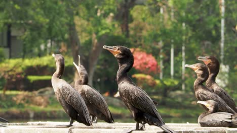 cormorán neotrópico secándose al sol