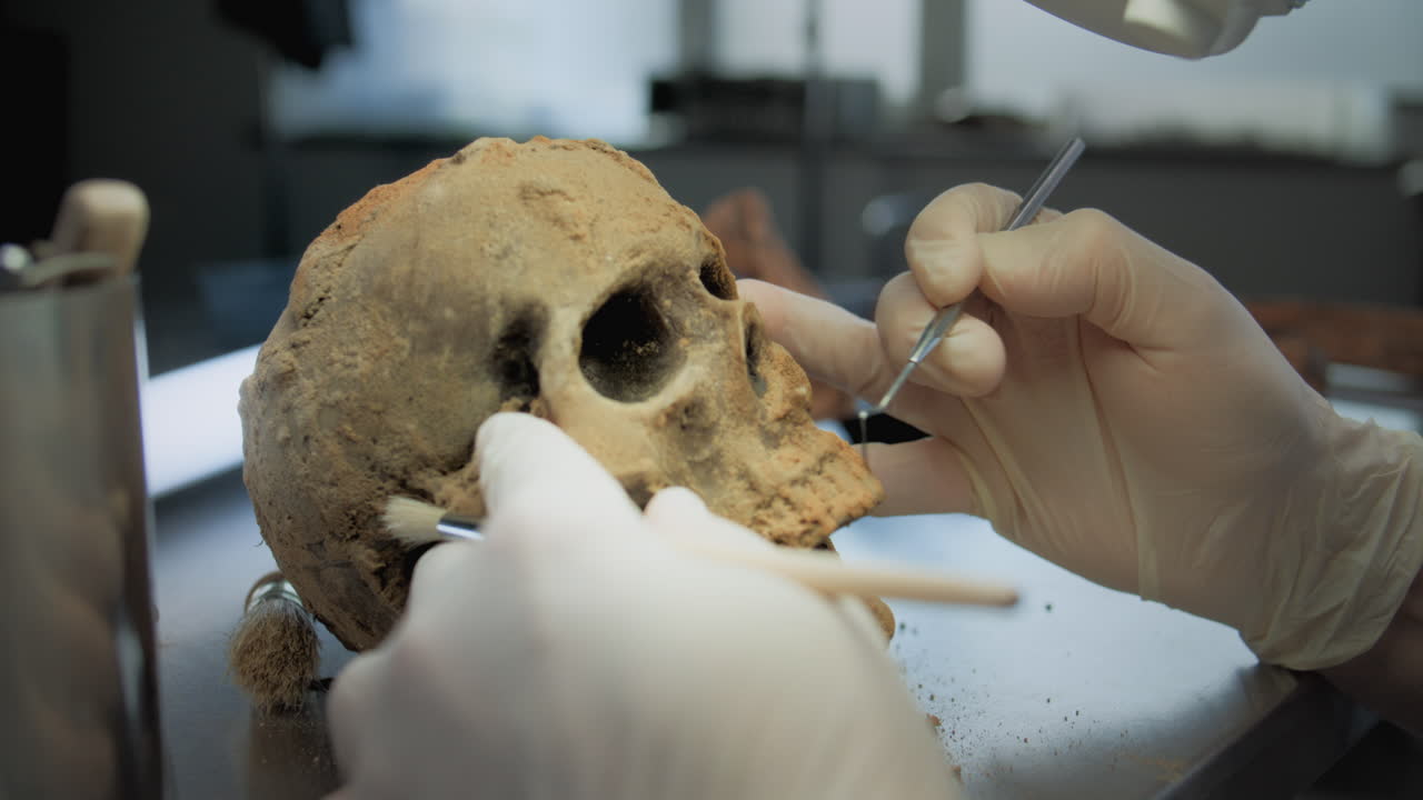limpieza y examen de un antiguo cráneo