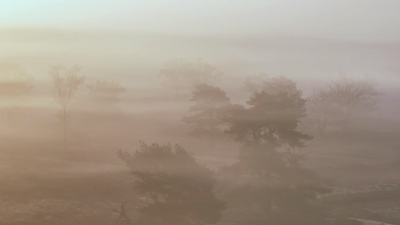 해가 뜨고 해가 지면 안개 숲