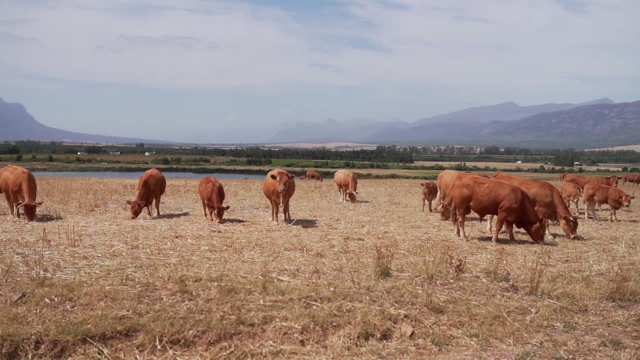 rebaño de vacas rojas pastando heno seco, pastoreo en libertad