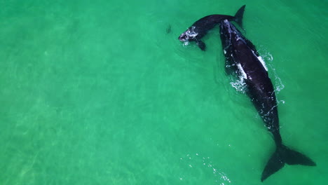 southern right whale with calf and a seal, all interacting in clear shallows, aerial