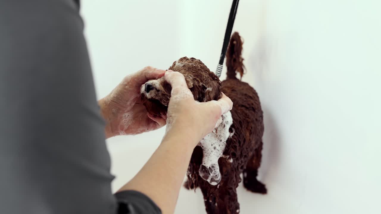 개 정리 및 목욕