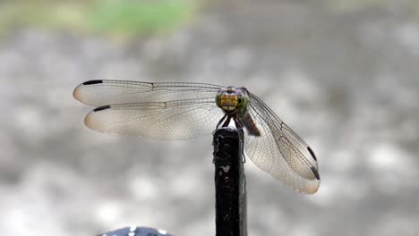 a dragonfly perched on an iron fence