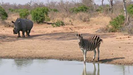 un gran rinoceronte observa a una cebra sedienta bebiendo de un pozo de agua en sudáfrica.