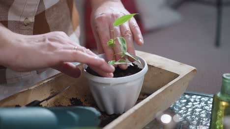 homemaker hands planting young seedling with roots into white plastic pot using shovel and fingers to smooth soil surface over rich dark mix on indoor glass table under natural light