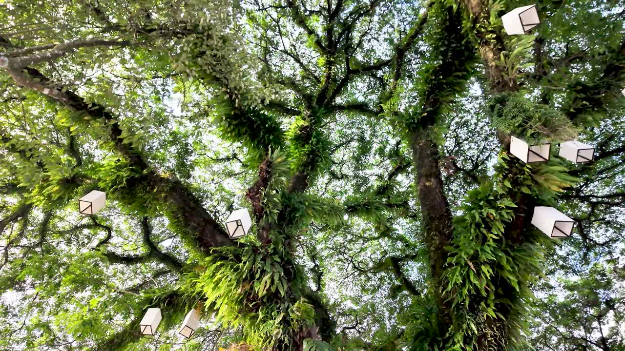 Vibrant lanterns hang among dense tropical trees, creating a peaceful Laos garden scene. rotating shot