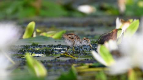 Wunderschöne-Jacana-Küken-Fressen-Morgens-Im-Seerosenteich