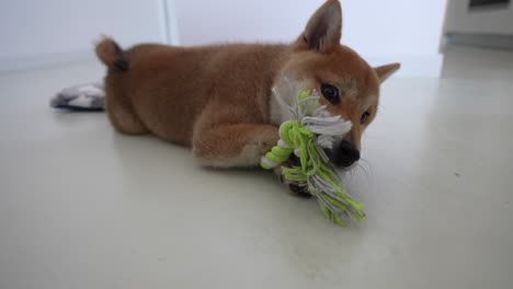 Shiba-Inu-Cub-Jugando-Con-Un-Cachorro-De-Perro-Solo-En-Casa-En-El-Suelo