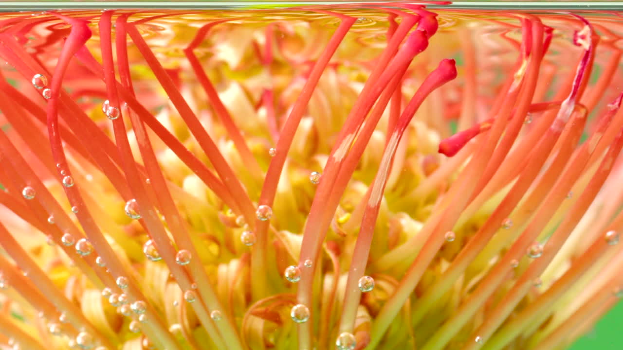 생동감이 넘치는 핀쿠션 프로테아 (pincushion protea)