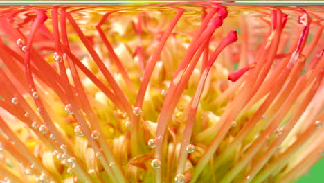 vibrant pincushion protea underwater