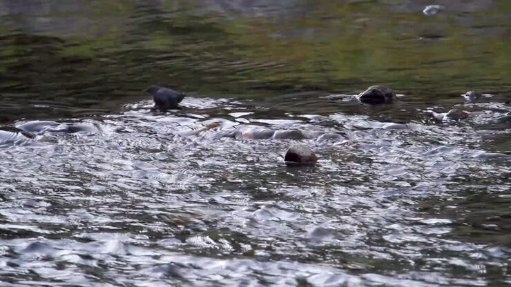 Water ouzel bird wades through shallow river water hunting for food