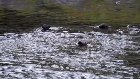 water ouzel bird wades through shallow river water hunting for food