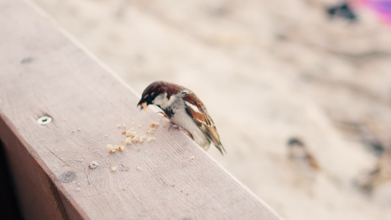 Close up of a sparrow eating crumbs on a blurred background