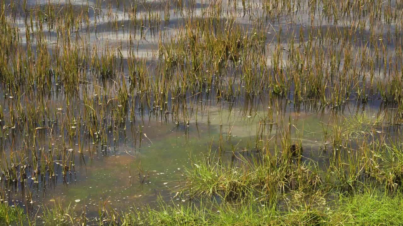 60fps, 강 하구에 있는 ria de aveiro의 머리맡에서 조수에 움직이는 4k 반 잠수 수초