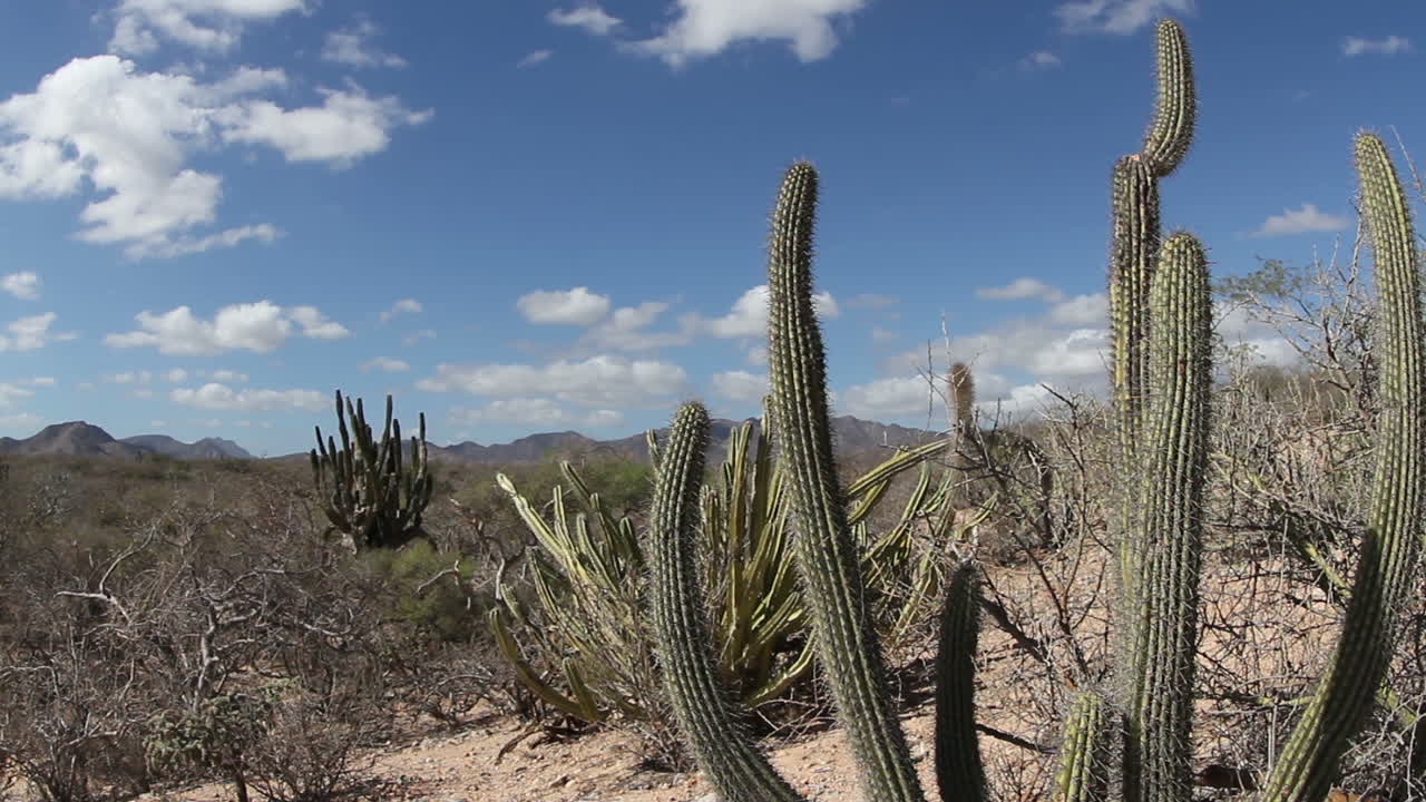 cactus en el desierto 01