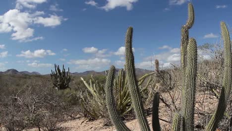 cactus in desert 01