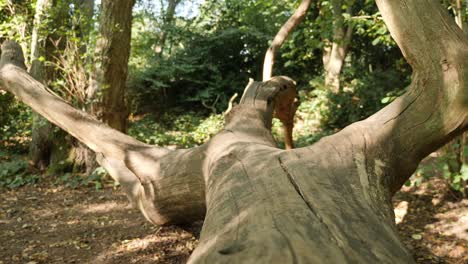 dappled sunlight on an old dead tree trunk that has been worn smooth by people sitting on it