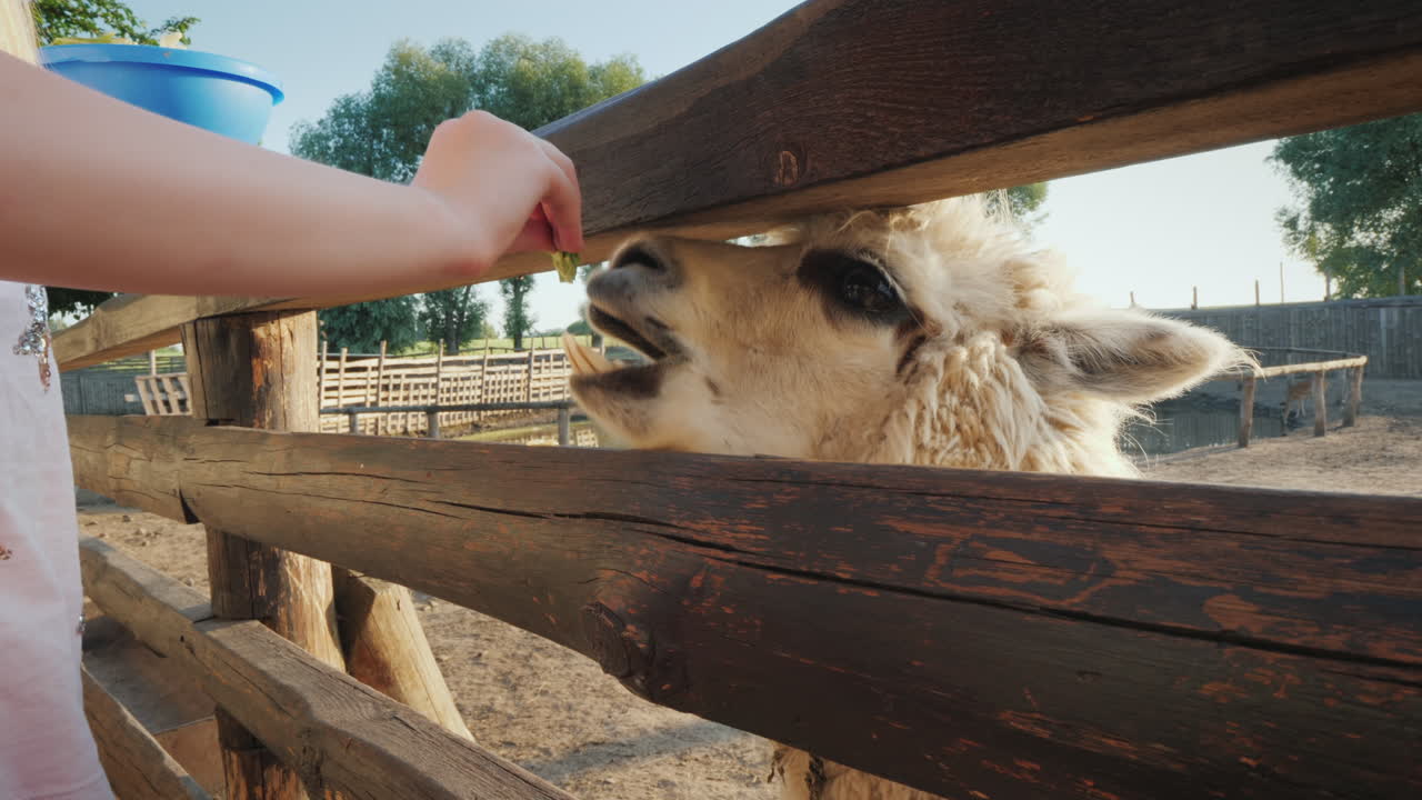 la divertida alpaca mira fuera de la cerca esperando una vista superior de comida