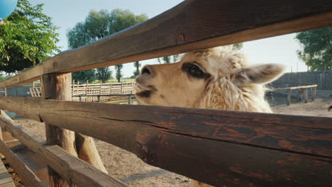 la divertida alpaca mira fuera de la cerca esperando una vista superior de comida