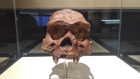 Fossilized-human-skulls-in-a-Song-museum-collection-in-Pacitan,-Indonesia