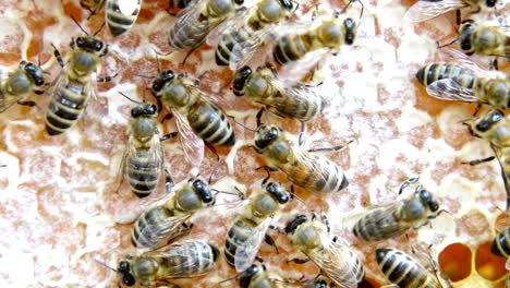 busy bees, close up view of the working bees on honeycomb.