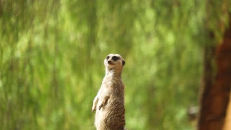 watchful meerket standing on a mound