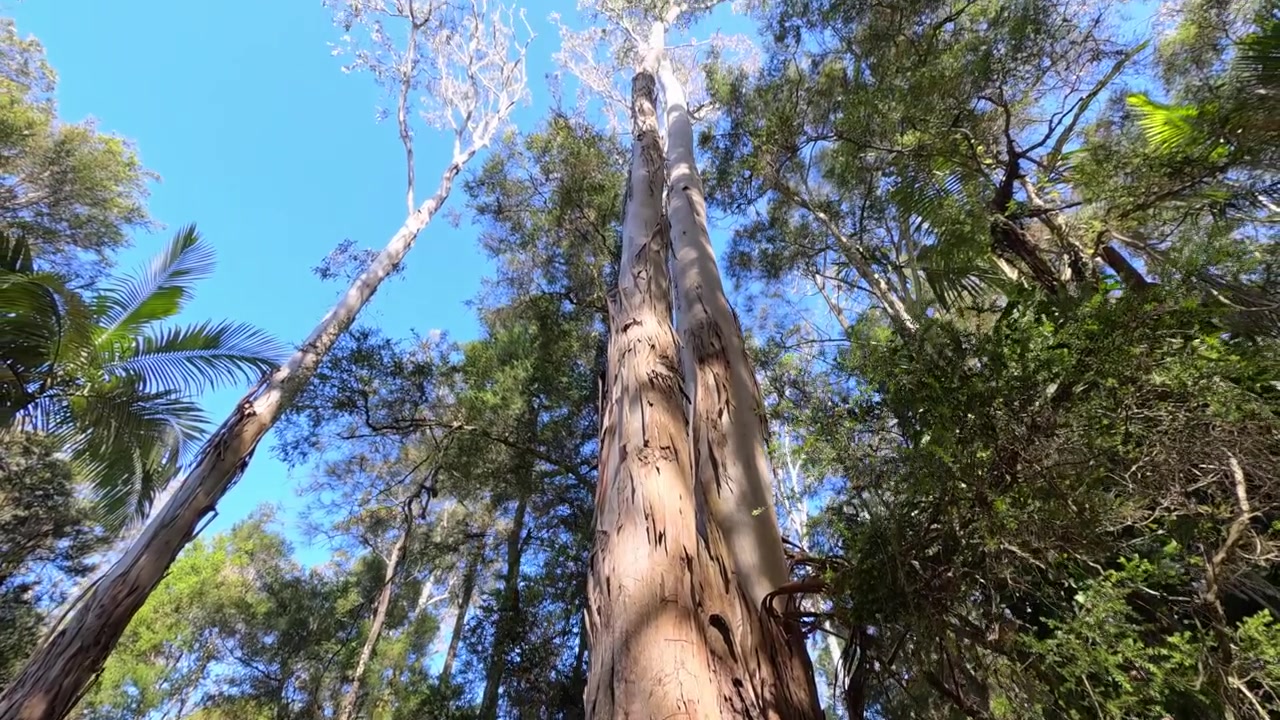 Kameraet vipper fra tekstureret eukalyptustræbark til frodig regnskovsbaldakin i Sancrox, Australien.