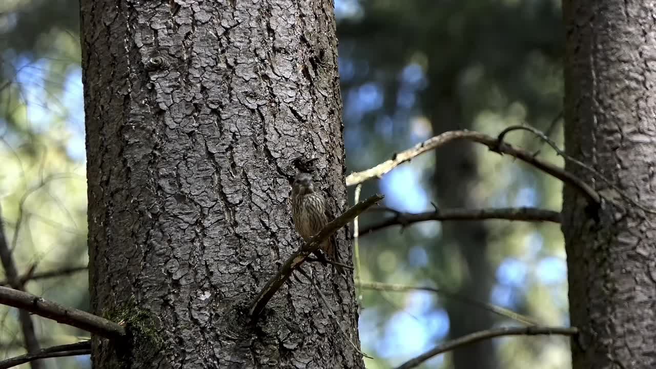 crossbill se sienta en una rama de un árbol y mira a su alrededor, apenas visible debido a sus colores de camuflaje