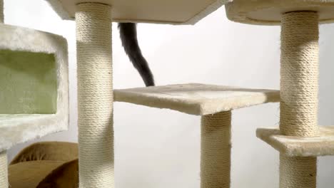 floor to ceiling cat trees with multiple levels and platforms.