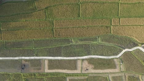 Rice-paddy-patterns-as-aerial-flies-directly-overhead,-looking-down