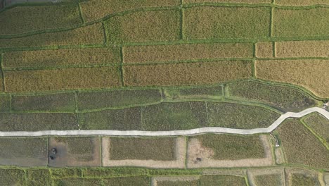 rice paddy patterns as aerial flies directly overhead, looking down