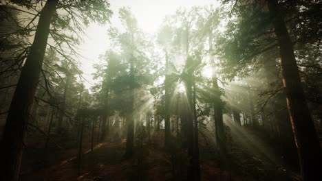 paisaje de puesta de sol brumosa del bosque de secuoya