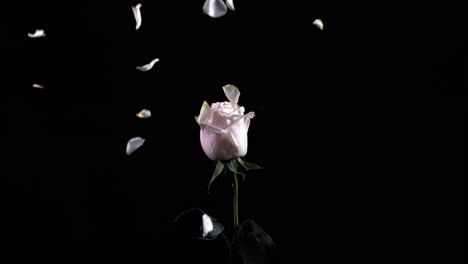 pink rose with falling petals