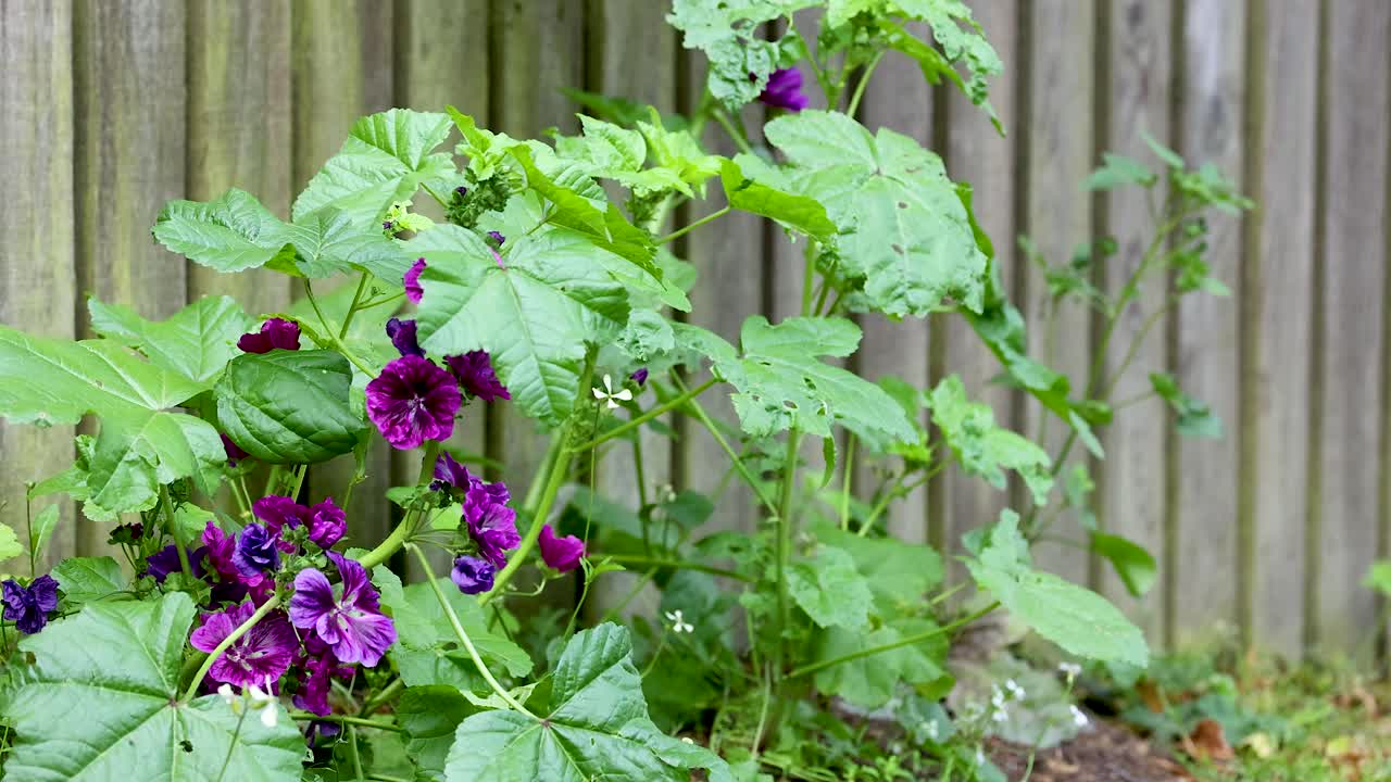 보라색 꽃 이 나무 울타리 에 꽃 을 피우고 있다