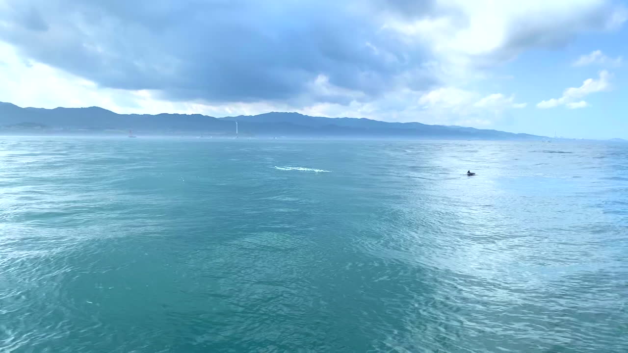 Pan right to dolphins swimming in group in front of dolphin watching tourism boat Amakusa Japan