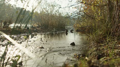 Patos-Reales-En-Un-Arroyo-De-Río-En-4k