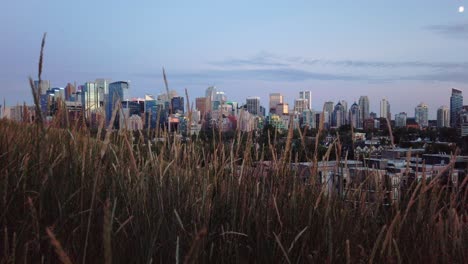 skyline with grass in evening pan calgary alberta canada