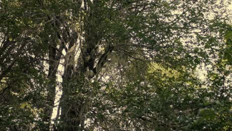 circular motion pointing to the treetops