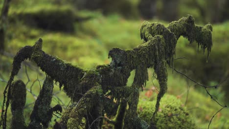 a close-up shot of the moss-covered tree branches on the blurry background