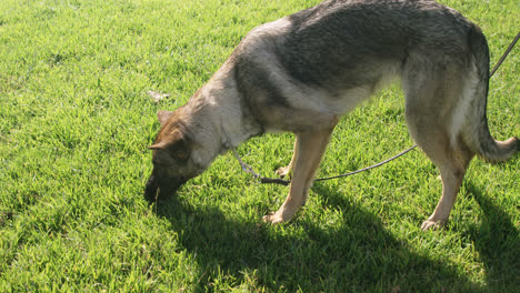 perro pastor caminando en la granja 4k