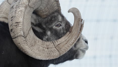 Adult-Male-Thinhorn-Sheep-With-Spiral-Thick-Horn-In-Yukon,-Canada